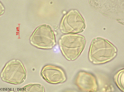 ISEM 1/Platycarya_strobilacea_29017/Platycarya_strobilacea_29017_0001(copy)_thumb.jpg